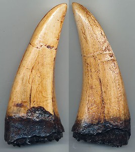 T Rex Tooth: Dinosaurs/ Reptiles | eBay