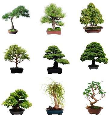 Select Your Bonsai Tree Seeds by Species ...