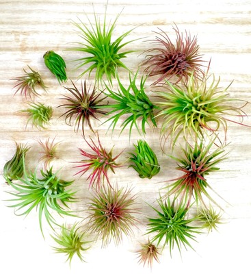 5 Pack assorted Tillandsia Ionantha air plants ...