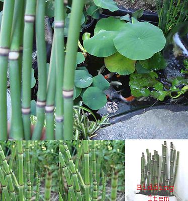 10 x Horsetail Plants for Koi Pond ...