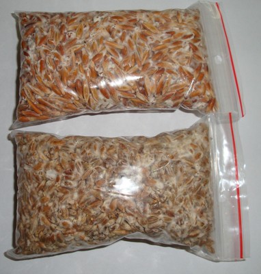 100 g LIVE Mycelium Seeds Spores Grow ...