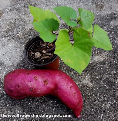 Purple Sweet Potato - 6 tip cuttings/slips ...