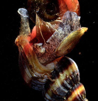 5 Assassin Snails Live - FREE Shipping