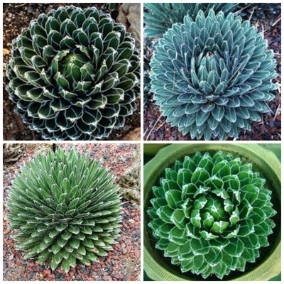 10 seeds of agave victoriae-reginae, succulents, cacti, ...