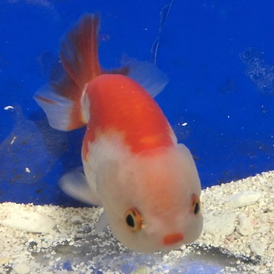 Red and White Ranchu Goldfish Live Freshwater ...