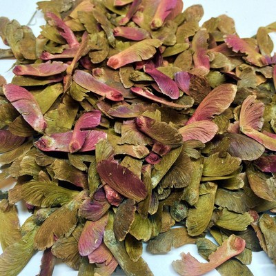 Red Japanese Maple Tree Seed Pack USA ...