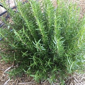 Rosemary can grow into a wonderful shrub. Great for cooking too!