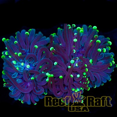 Reef Raft USA  - Purple Green ...