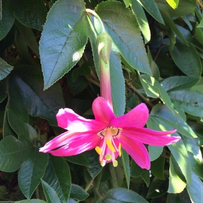 Passiflora aff tripartita * Passion Flower * ...