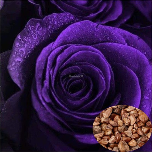 500 PCS Purple Rare Rainbow Rose Flower ...