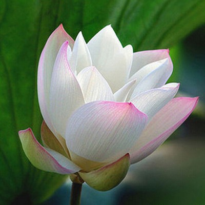 Fancy Newest Lotus Seeds Bowl Water Lily ...