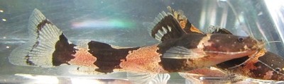 South American Bumblebee Catfish Live Freshwater Aquarium ...