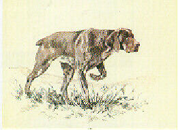 German Shorthaired Pointer Limited Edition Print by ...