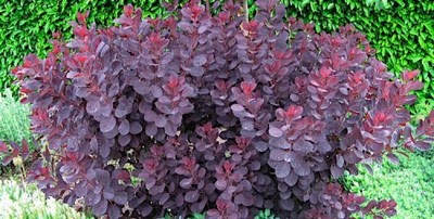 Smoke Tree Seeds (20). Free shipping!