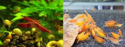 6 LIVE ORANGE SAKURA SHRIMP+6 LIVE CHERRY ...