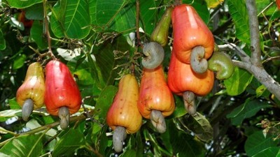 Anacardium Occidentale - Cashew Tree - Rare ...