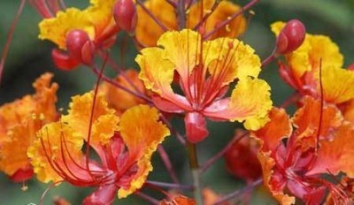 Caesalpinia pulcherrima Red Mexican Bird of Paradise ...