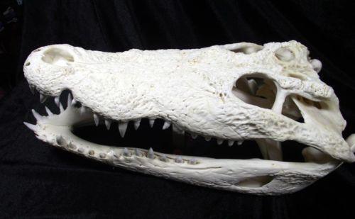 Alligator Skull | eBay