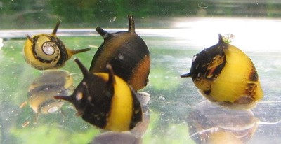 5 Tiny Horned Nerite Snails Live Freshwater ...