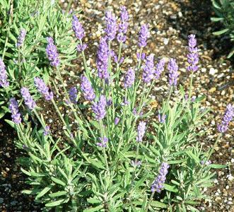 'Lavance Purple' Lavender - One Quart Pot ...