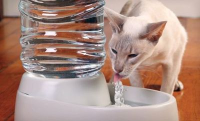 Pet Water Fountain Bubbling Bowl Electronic Dispenser ...