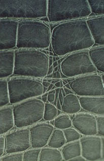 The Difference Between Crocodile and Alligator Skin | eBay