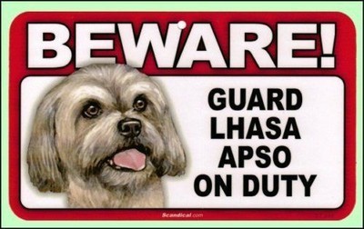 Beware Guard Lhasa Apso on Duty 8