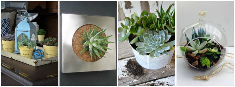 How to make a Succulent Garden | eBay