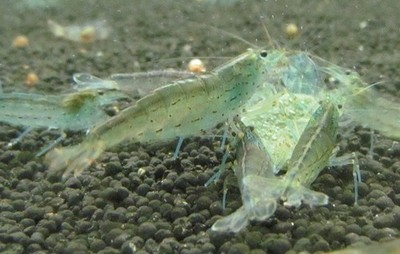 Amano Shrimp Live Freshwater Aquarium Fish