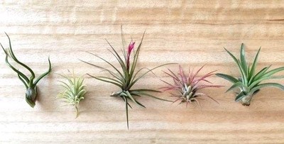 5 Tillandsia air plant sampler pack 7 ...