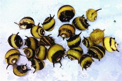 5 HORNED NERITE SNAIL freshwater moss java ...