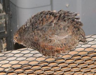 Coturnix Quail | eBay