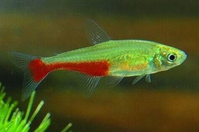 Green Fire Tetra Live Freshwater Aquarium Fish