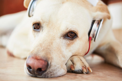 5 Ways to Calm Your Dog During Thunder & Fireworks | eBay
