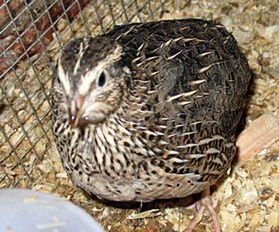 Tips Hatch Coturnix Quail Eggs | eBay