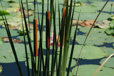 Narrow leaved Cattail Pond Plant Koi Pond ...