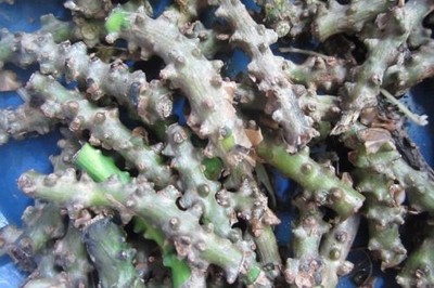 5 LIMB TINOSPORA CORDIFOLIA HERB PLANT FRESH