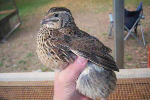 quail jumbo coturnix eggs