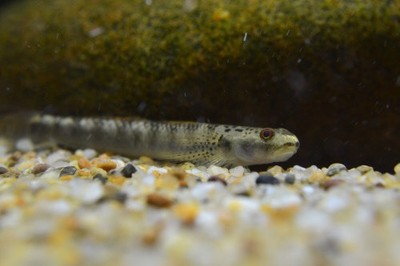 Stiphodon Maculidorsalis Freshwater Goby Pair FREE SHIPPING