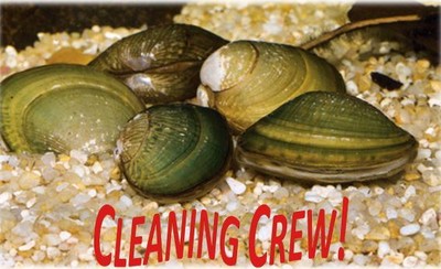 25 Live Freshwater Clams Pond Aquarium Filter ...