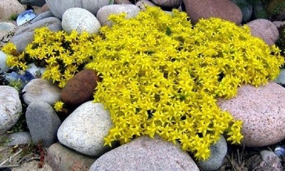 50+ PERENNIAL FLOWERING GROUNDCOVER SEEDS -  ...