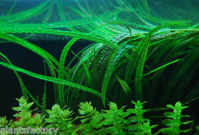 Cryptocoryne balansae - Live Aquarium Plants Java ...