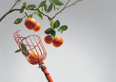 Fruit Picker Head Cage Basket Fresh Orange ...