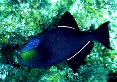 BLACK DURGON TRIGGERFISH- live saltwater fish