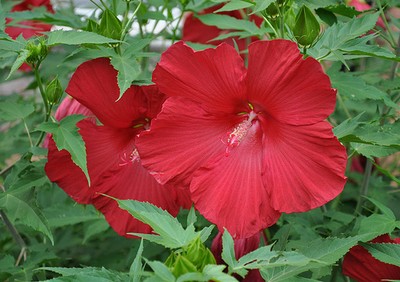 Hardy Hibiscus Seeds★ LORD BALTIMORE ★ Winter ...
