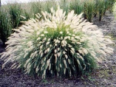 30 WHITE FOUNTAIN GRASS Pennisetum Setaceum Ornamental ...