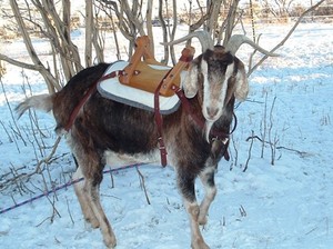 Original-Goat-Packsaddle-from-Get-Your-Goat-Gear-sawbuck-pack-leather 