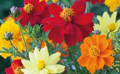 BRIGHT LIGHTS COSMOS 100+ SEEDS ORGANIC NEWLY ...