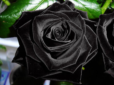 Rare Black Rose Flower Seeds Garden Plant, ...