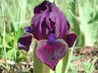 1 Cherry Garden  Dwarf Bearded Iris ...